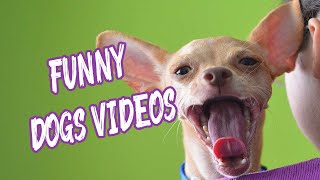 funny dogs videos-funny dogs reaction by Animal Story 161 views 4 years ago 2 minutes, 26 seconds