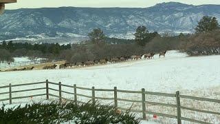 1680 Elk View RD in Larkspur Colorado For Sale at 2 550 000