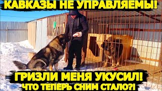 видео: Кавказские овчарки неуправляемы год спустя! картинка: Кавказские овчарки неуправляемы год спустя!