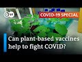 Plant-based vaccines for COVID-19 and other viruses | COVID-19 Special