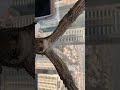 Eagle Sculpture with Hyper Realistic Patterns | Art Masterpiece #controlsam #sam