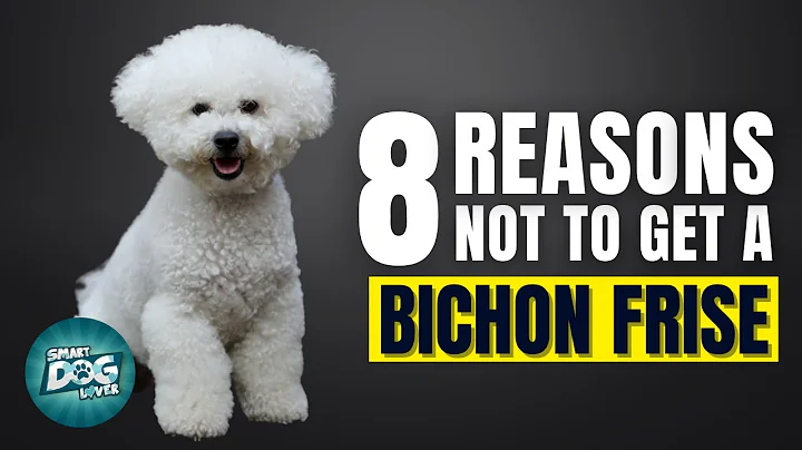 8 Reasons Why You SHOULD NOT Get a Bichon Frise - DayDayNews