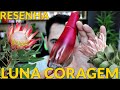 Perfume Luna Coragem - Natura (ESSE FEZ VALER A PENA!!!)