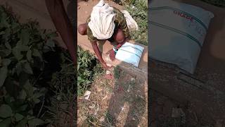 poor people collect rice||important of food for poor people comedyvideo sadvideostatus