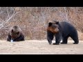 Три медведя. Медведи попрошайки, Сахалин, Оха 2011 (bears)