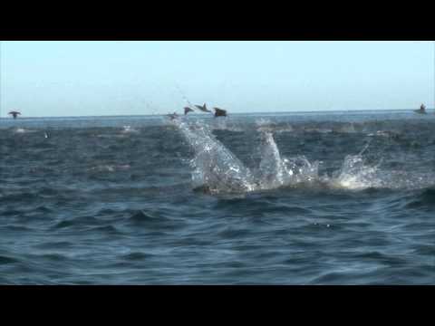 Manta Rays Jumping