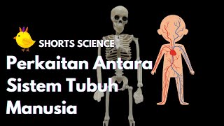 Perkaitan Antara Sistem Tubuh Badan Manusia | Sains Tahun 5 #Shorts