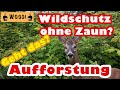 Aufforstung ohne Wildschutzzaun: Natürlicher Schutz für junge Bäume im Wald