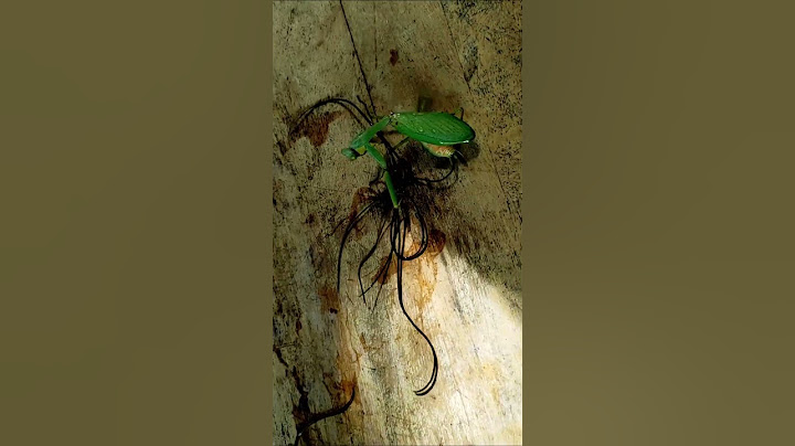 Mantis se salva del parásito