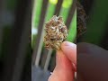STYROFOAM CUP… Should we review it? 🤔 #ArchiveTV #WeedReviews #cannabis