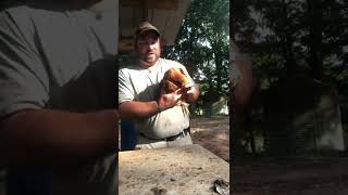 Putting A Chicken To Sleep My Party Trick