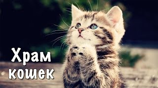 Япония. Кошачий храм Япония. Кошачий храм