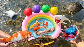 Menemukan kolam ikan hias disungai, ikan lele besar, ikan koi, ikan cupang, ikan guppy, kura kura