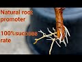 Growing lemon tree from cutting/ Easy to make lime tree from cutting