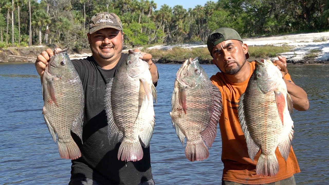 Pesca De Megatilapias