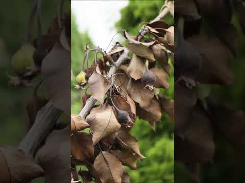 Бейне: Blackhaw Калина ағашы дегеніміз не: пейзаждағы Blackhaw ағашына күтім жасау