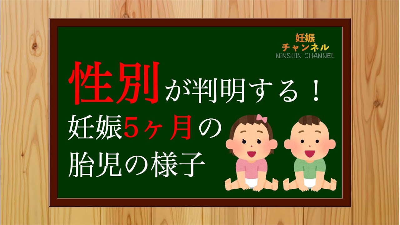 妊娠5ヶ月 エコーで性別が判明 妊娠5ヶ月の胎児の様子 Youtube