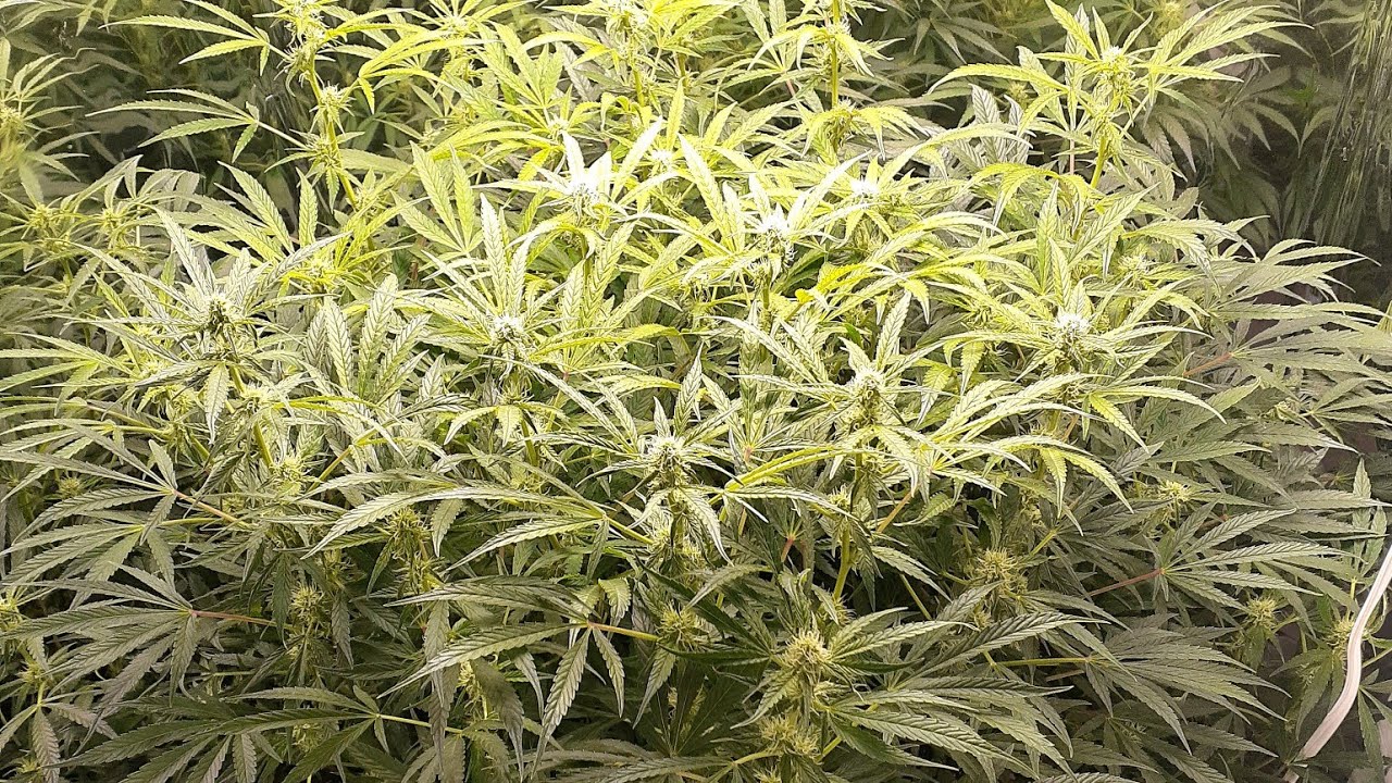 Week 11 THC Bomb autoflower under Spiderfarmer SF-1000 test light grow