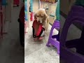 Golden Retriever Trade Balloon for Food #shorts #dogs