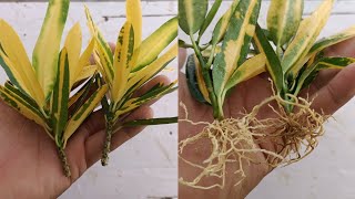 Croton Plant Propagation How To Grow Croton From Cuttings Easy And Simple Way