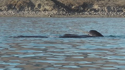 Narwal Encounter | Arctic | Lindblad Expeditions