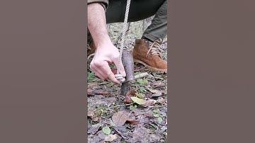 trap #bushcraft #trap #survival  #outdoors