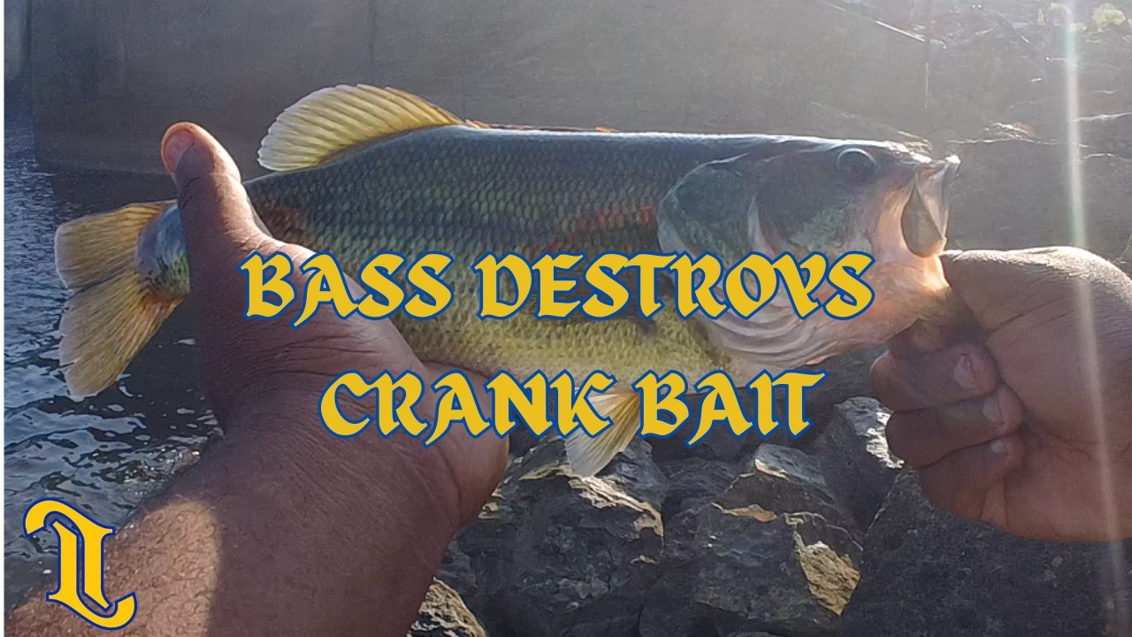 Bass Destroys Crank Bait!
