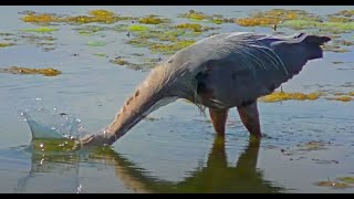 Beautiful Spring Nature Midwest in 4K by Lucky Bird 786 views 2 years ago 33 minutes