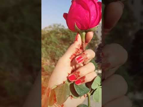 Bekhudhi Tik Tok Lover Roses are Red.. | Whatsapp Status | Rose Day ...