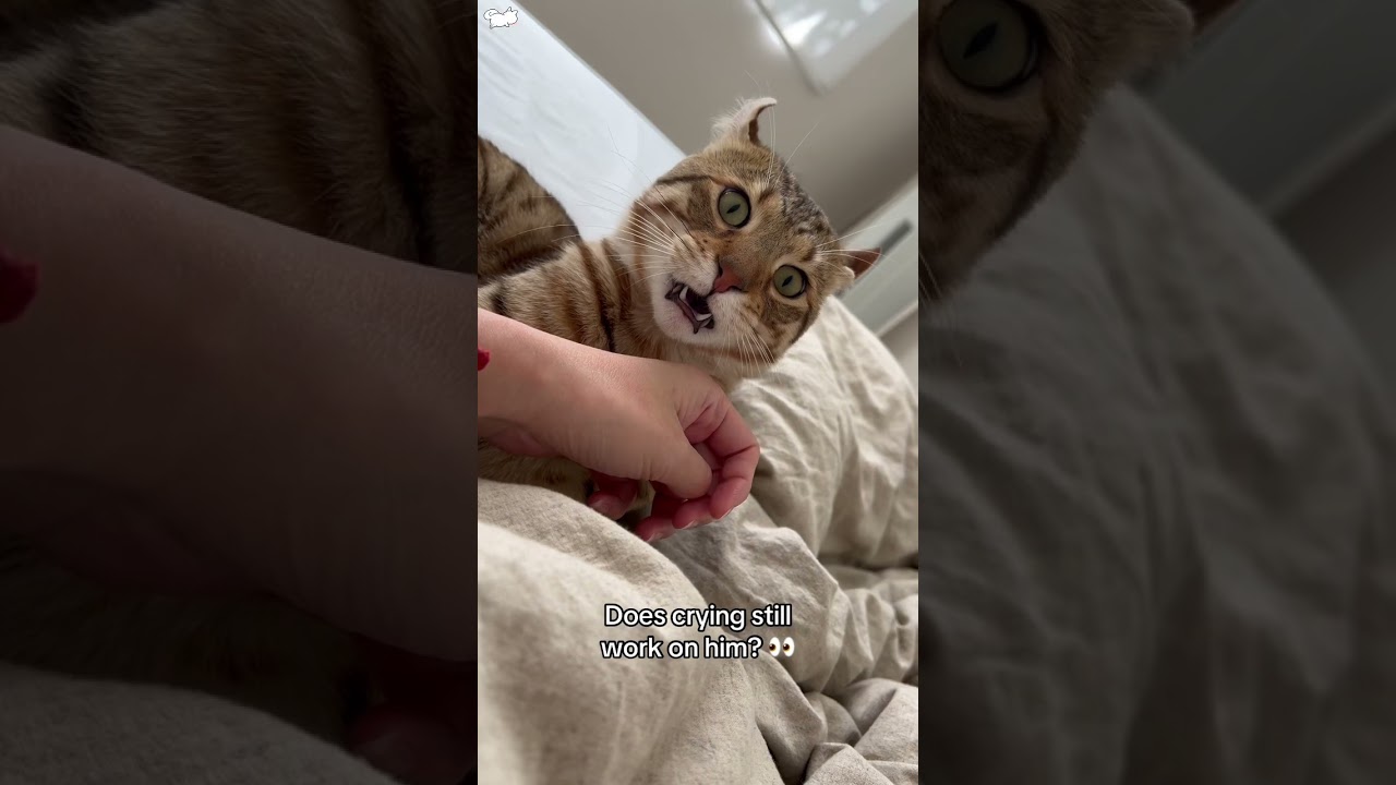 Fake cry to see my cat’s reaction 😭