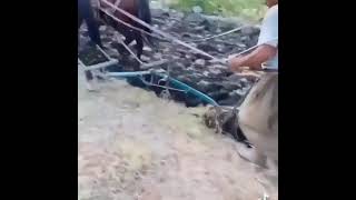 Eski Usül Tarla Sürümü