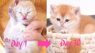 How kittens grows up: from 0 - 30 days!