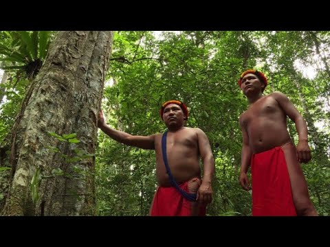 La forêt amazonienne, source de vie des indiens Waiapi