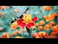 Mobilegraphy  photography  bee sleeping on flower  by amol desai