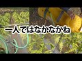 【会社員実家農業手伝う】2020AP1農薬散布機に農薬を移している、最強の散布シーンをド迫力映像で