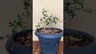Vietnamese Blue Bell, Linh Sam, Saeng Simbur Bonsai, Semi Cascade, Slanting