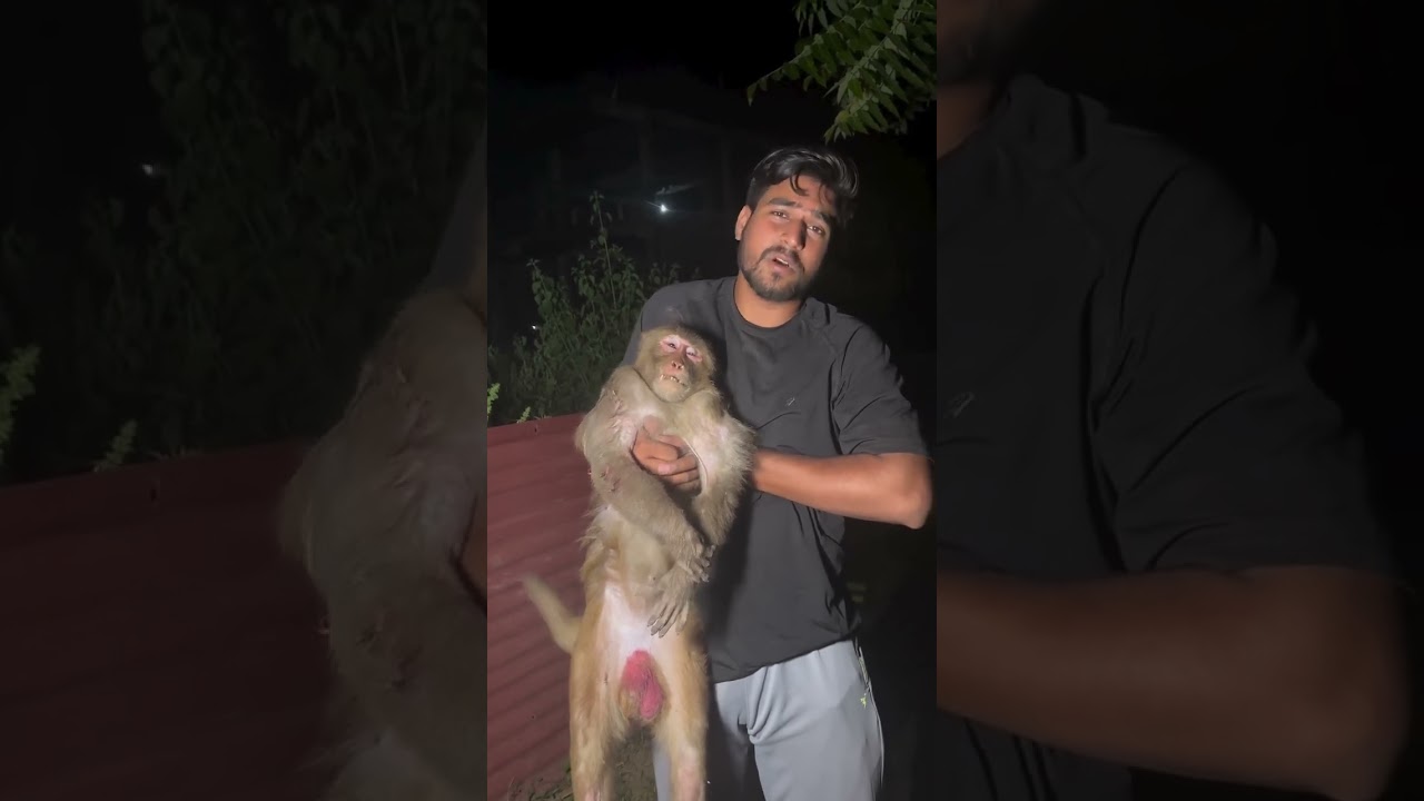 This monkey is no more #animalsaving #monkey #wildliferescue #wildlife #animals #wildlifeawareness