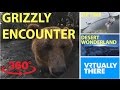 An adorable encounter with a grizzly bear in VR, scream down a crazy zipline