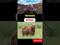 Fast animals #reaction #react #reactions