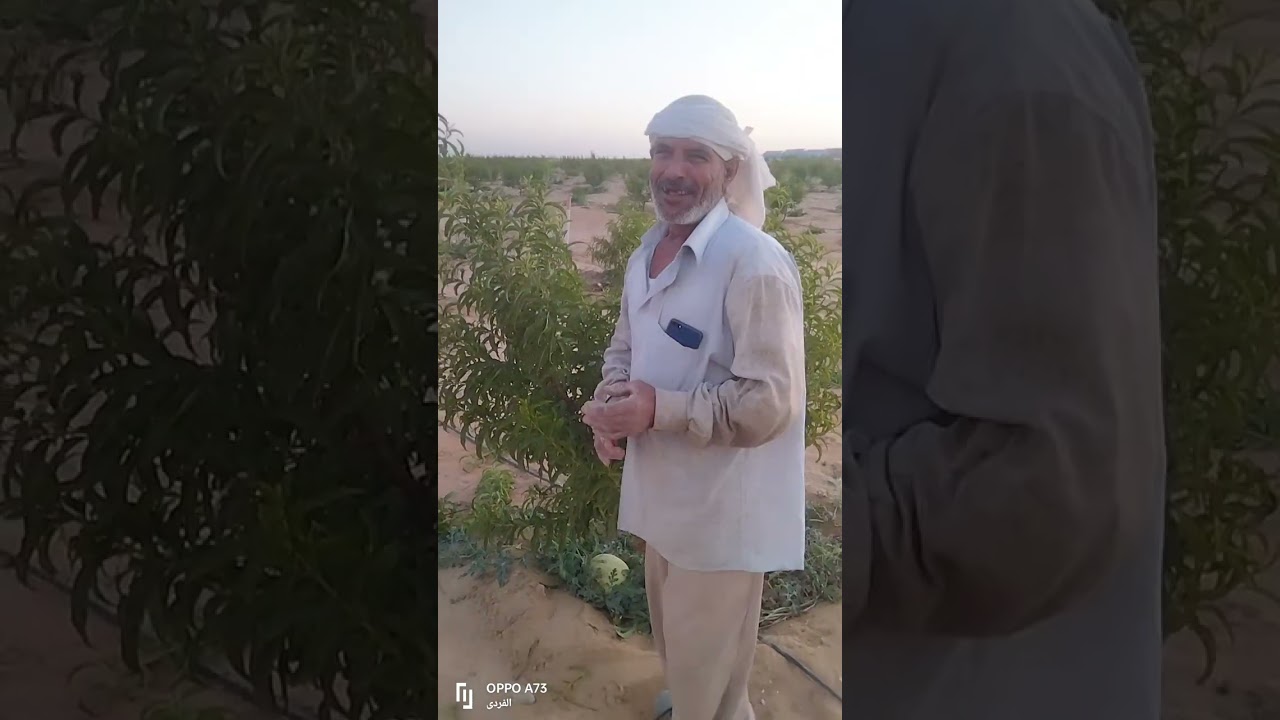 الفردى للاستثمار الزراعى بالفرافرة