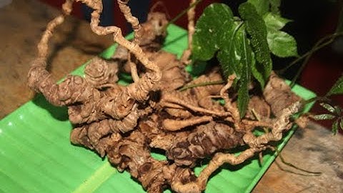 Sâm Ngọc Linh Việt Nam loại sâm tốt nhất thế giới