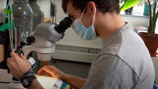 Fruit Flies and Chronic Pain - Geoff Ganter’s Research at University of New England