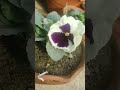 “Mere garden ki pyaari si pansy 💐” #twinning #garden #ytshorts #youtubeshorts #plants #shorts