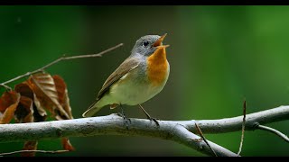 The beautiful sound of the forest that comforts you