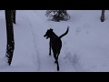 Our Playful Labraheeler Dog Daisy, LOVES snow balls and sticks; watch her help with firewood today.