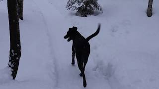 Our Playful Labraheeler Dog Daisy, LOVES snow balls and sticks; watch her help with firewood today.