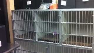 Boarding at Bear Valley Veterinary Care Center
