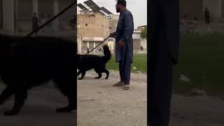 for stud service dog at peshawar Pakistan
