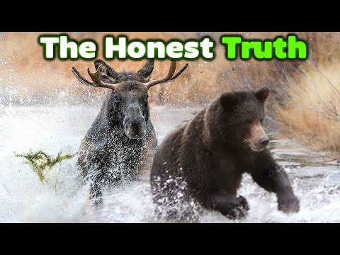 GRIZZLY BEAR Vs MOOSE The Honest Truth