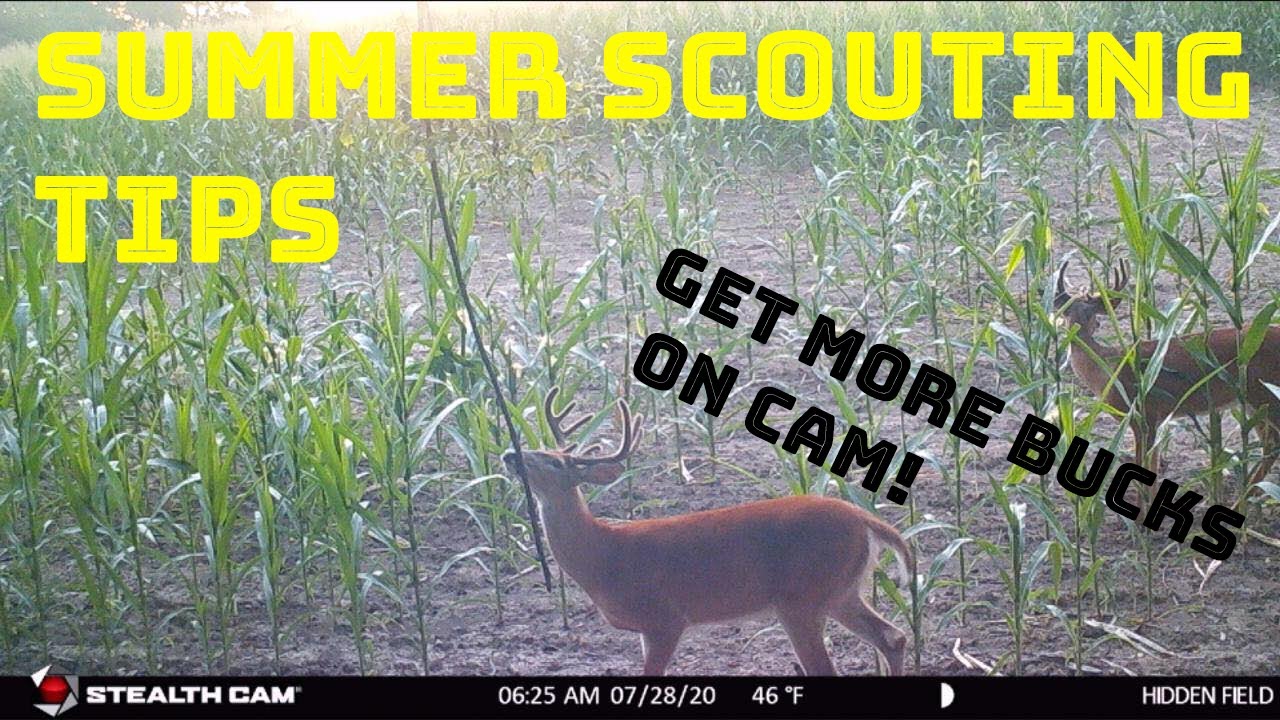 Summer Trail Cam Tips for Deer - Get More Bucks on Cam!